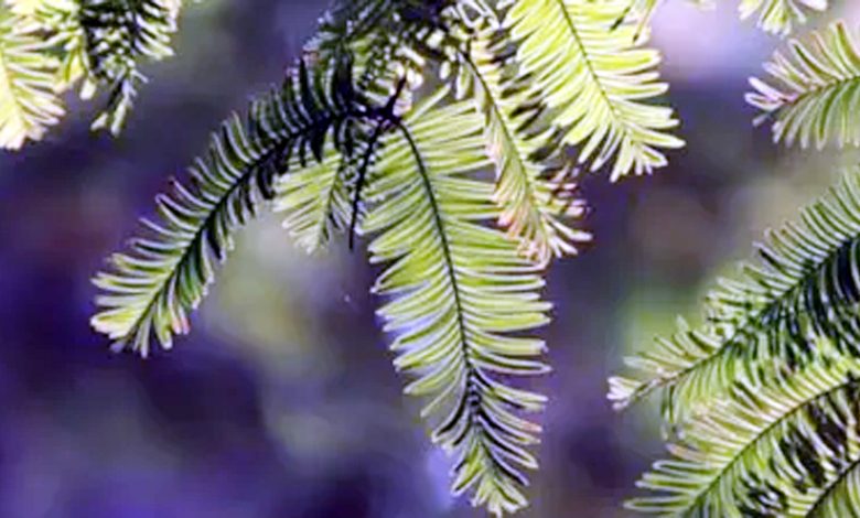 Mahadev will be pleased by planting these plants in the house on the day of Mahashivratri