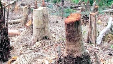 If one tree is cut, 20 will have to be planted - Divisional Commissioner