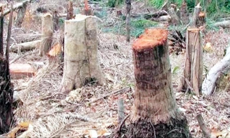 If one tree is cut, 20 will have to be planted - Divisional Commissioner