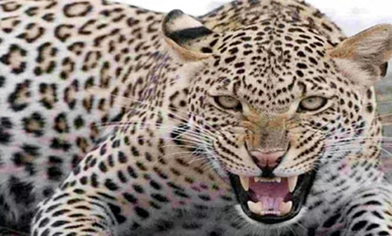 Leopard attacked young man, dragged him 200 meters away