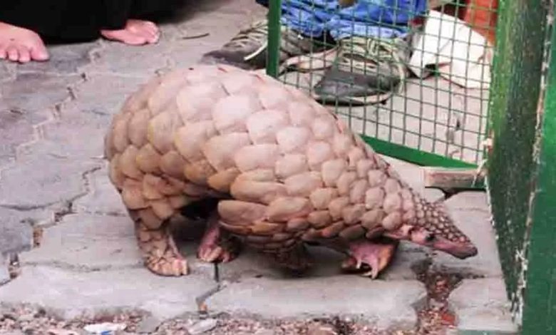 STF freed pangolin from the clutches of hunter, accused arrested