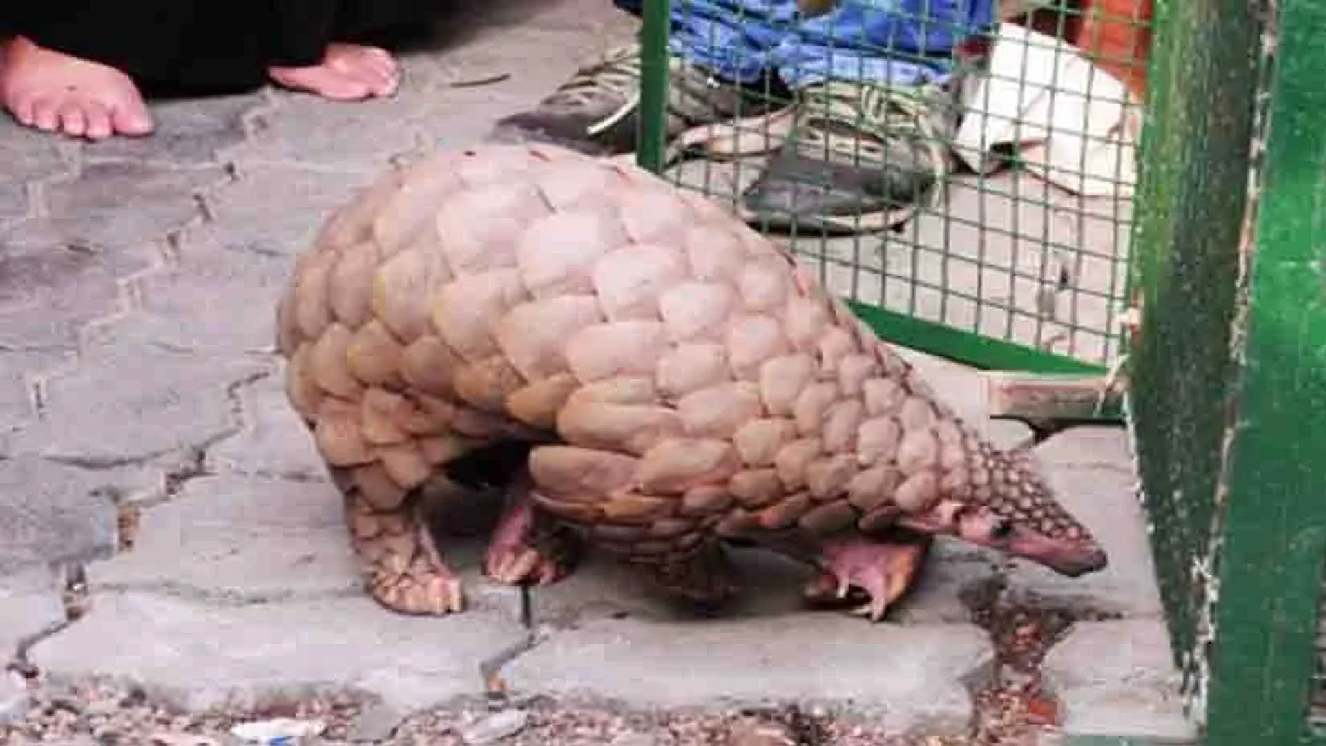 STF freed pangolin from the clutches of hunter, accused arrested