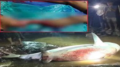 A ferocious shark bit the leg of a fishing youth, watch video