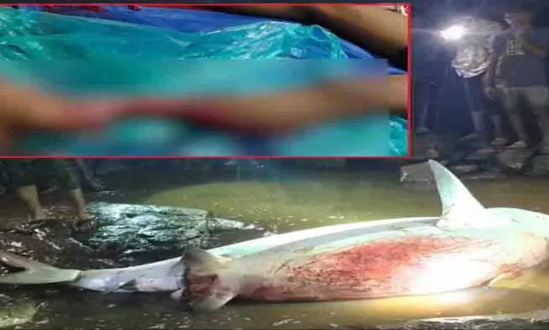 A ferocious shark bit the leg of a fishing youth, watch video