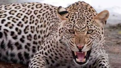 Leopard made fatal attack on elderly woman, condition critical