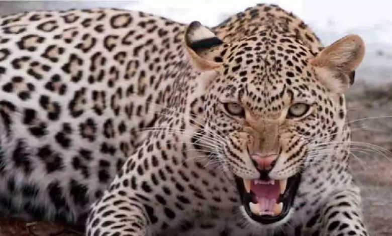 Leopard made fatal attack on elderly woman, condition critical