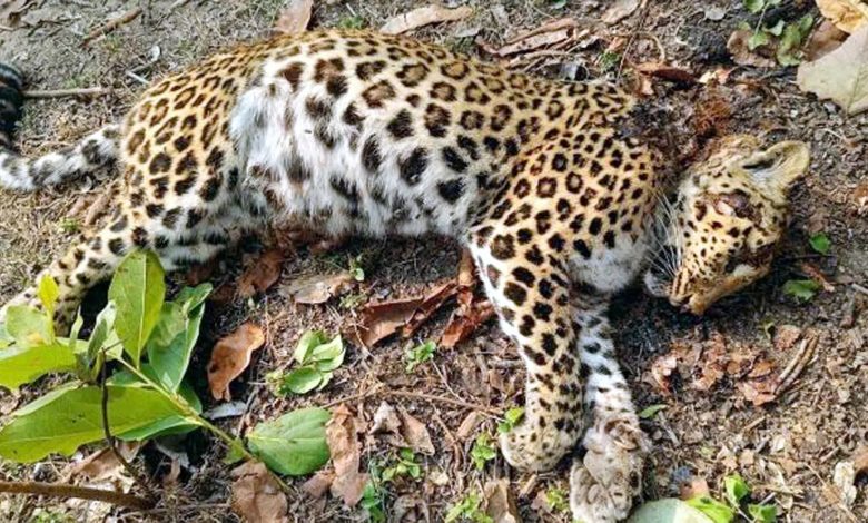 Dead body of leopard found in the forest, died due to cold