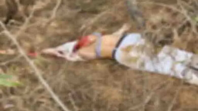 Mutilated body of a girl found in the forest, eaten up by dogs