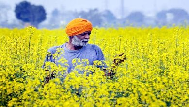 Mustard Field Day concludes