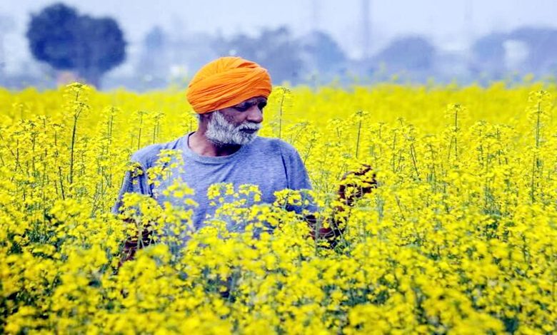 Mustard Field Day concludes