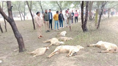 High tension wire fell on cattle amid lightning, 18 sheep died