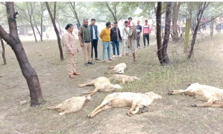 High tension wire fell on cattle amid lightning, 18 sheep died