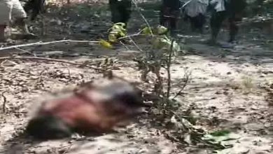 MP man crushed by elephant in Chhattisgarh, painful death