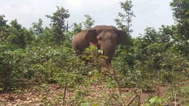 Old woman crushed by herd of elephants, dies