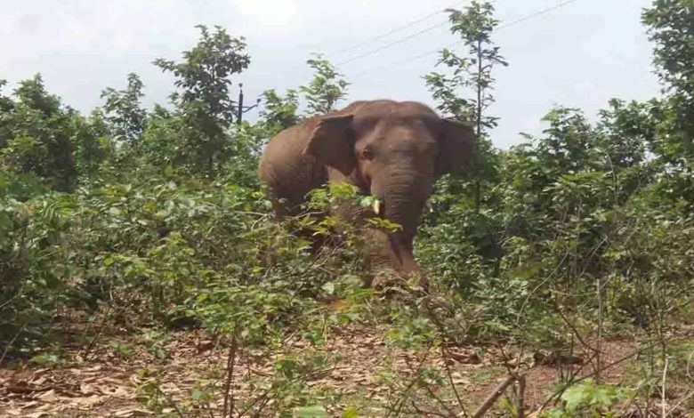 Old woman crushed by herd of elephants, dies