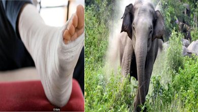 Chandil: A villager's leg was broken due to the attack of a wild elephant in the forest area