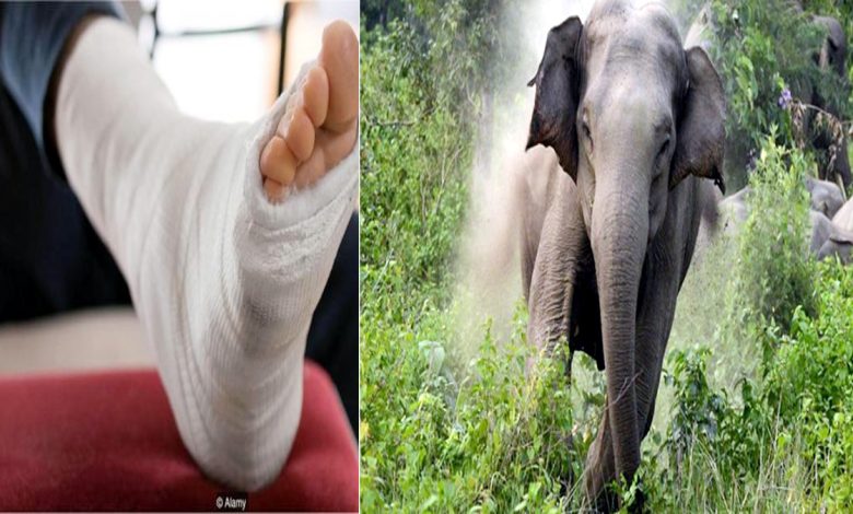 Chandil: A villager's leg was broken due to the attack of a wild elephant in the forest area