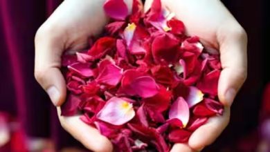 Use rose petals to get rid of hair fall and dry skin