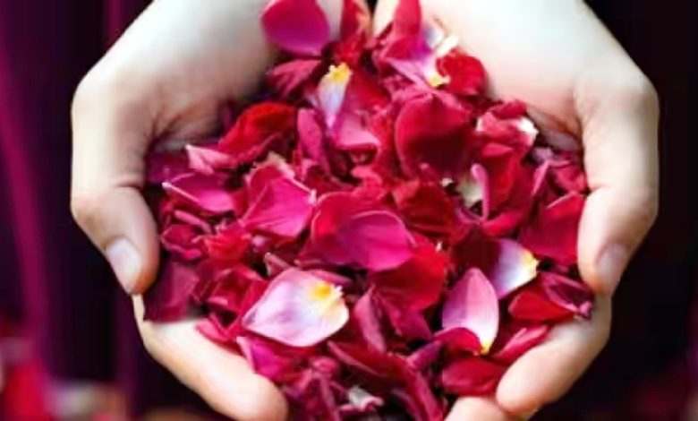 Use rose petals to get rid of hair fall and dry skin