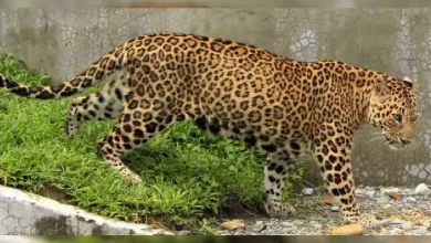 Number of leopards in North Bengal increased to 233, a huge improvement in four years
