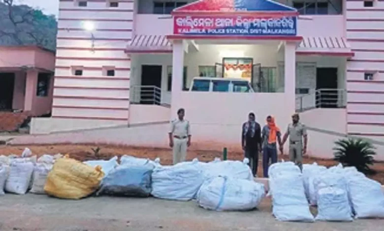 775 kg ganja worth Rs 70 lakh seized, two arrested