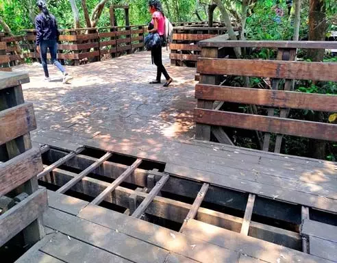 Dilapidated condition of mangrove boardwalk creates concern among Panaji residents