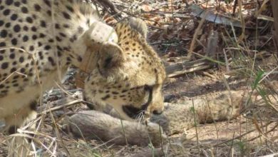 Kuno National Park: South African cheetah gives birth to five cubs