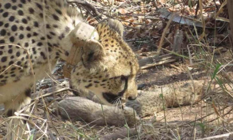 Kuno National Park: South African cheetah gives birth to five cubs