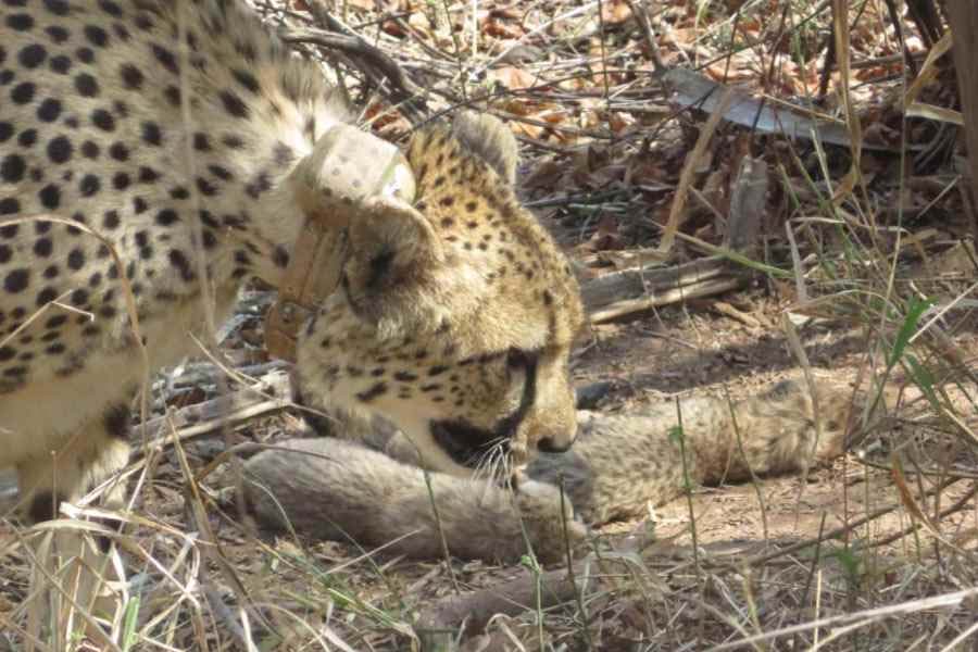 Kuno National Park: South African cheetah gives birth to five cubs