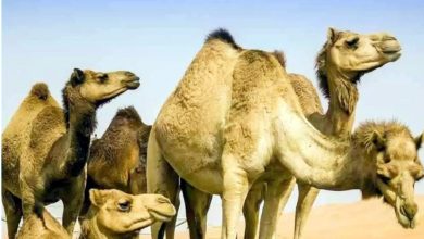 Petition filed in High Court for return of 22 camels seized by police after they went missing