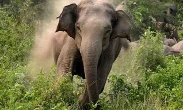 Elephant crushed the villager returning home from farm, death