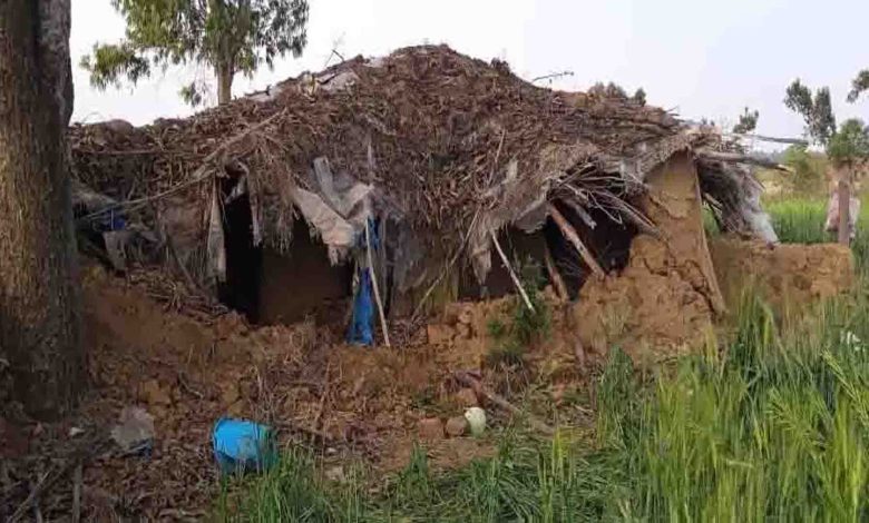 Herd of elephants created terror, destroyed villagers' houses
