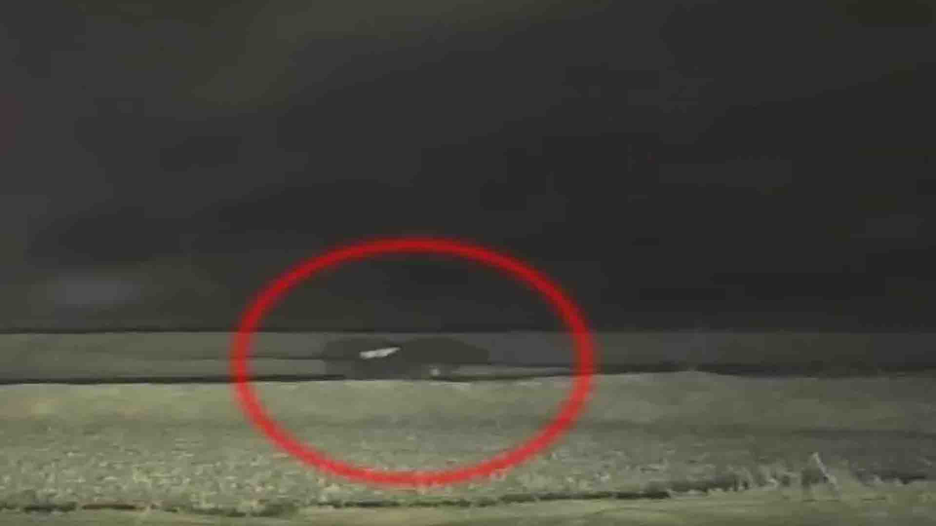 Bear and cub seen roaming in the fields, watch video