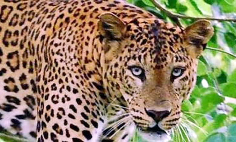 Leopard entered Sitapur village, villagers panic