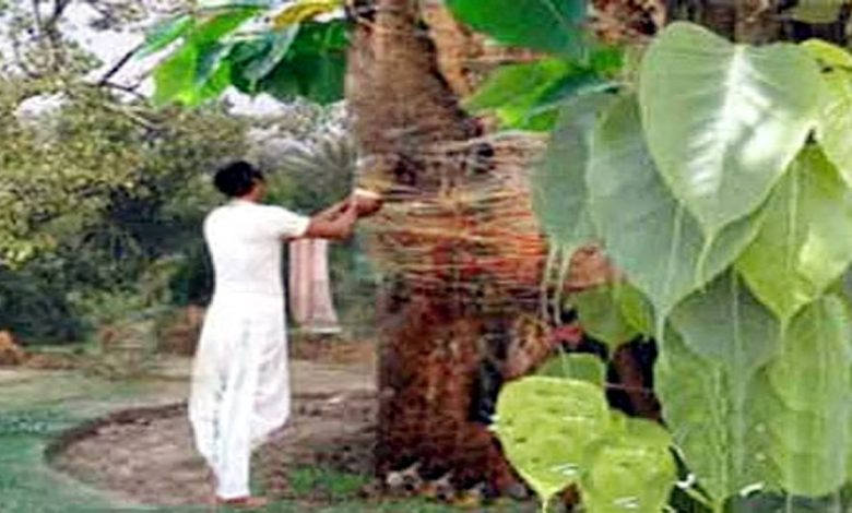 Worship Peepal tree like this on Ekadashi