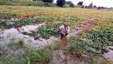 Light rain in many areas of Rajasthan caused damage to crops.