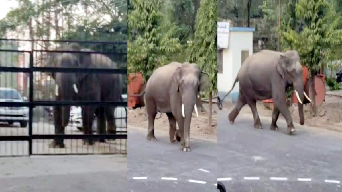 A herd of elephants came out of the forest on the road and reached the colony