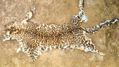 Two arrested with leopard skin