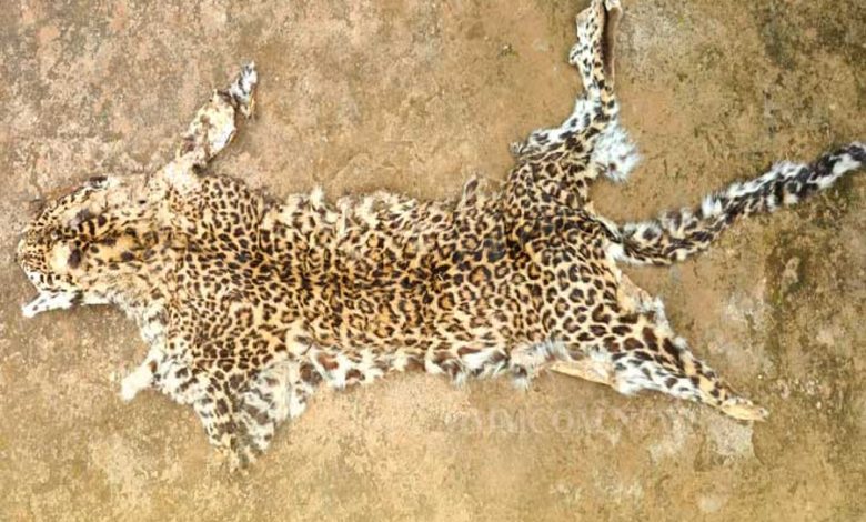 Two arrested with leopard skin