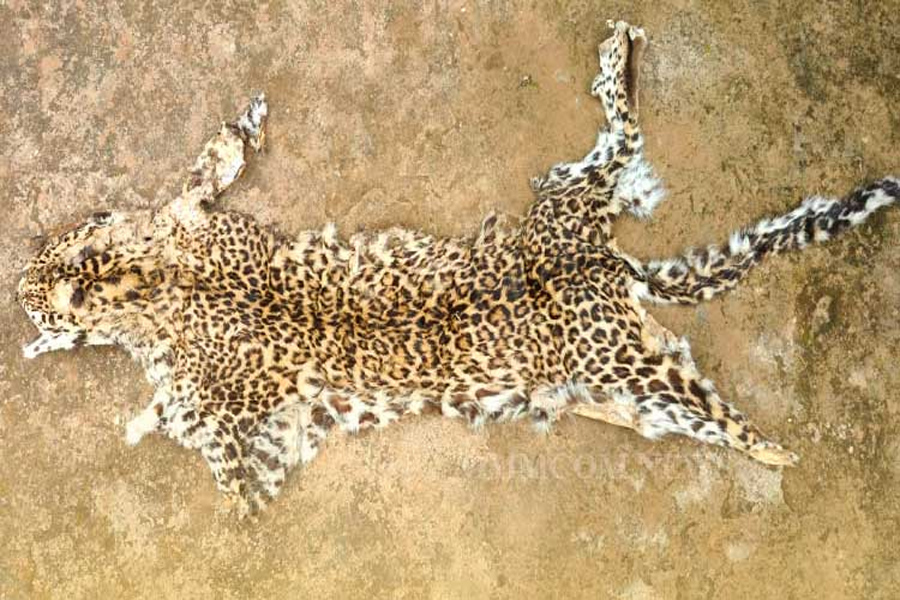 Two arrested with leopard skin