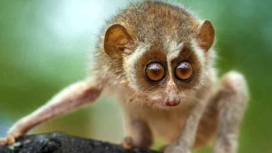 Girl who found rare slender loris launches rescue operation
