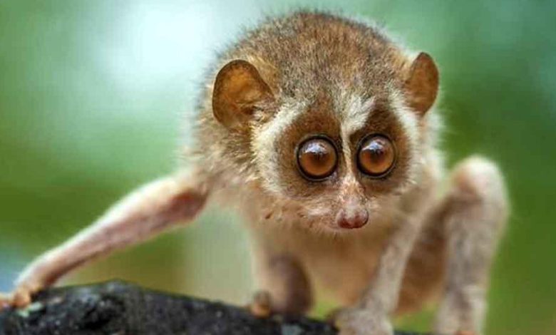 Girl who found rare slender loris launches rescue operation