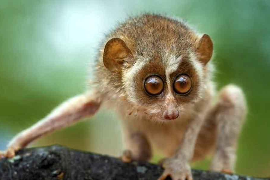 Girl who found rare slender loris launches rescue operation