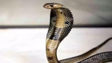 Young man bitten by snake, died during treatment