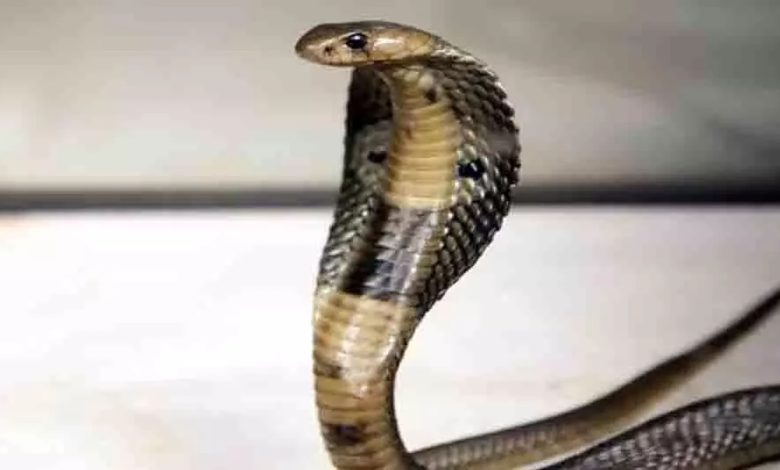 Young man bitten by snake, died during treatment