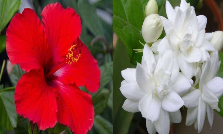 Offer these flowers to Goddess according to zodiac sign in Chaitra Navratri 2024