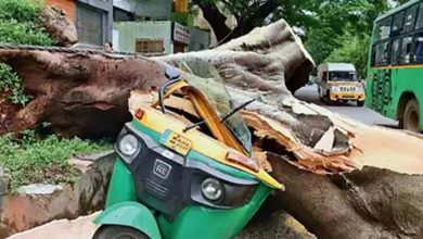 Hundreds of trees fall during summer rains