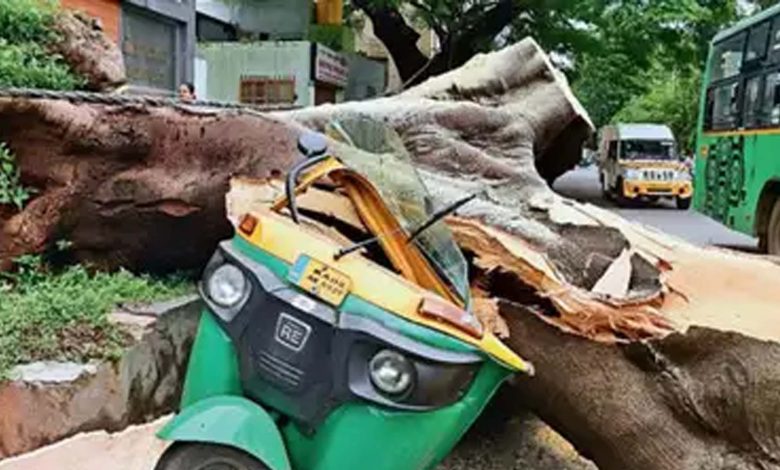 Hundreds of trees fall during summer rains