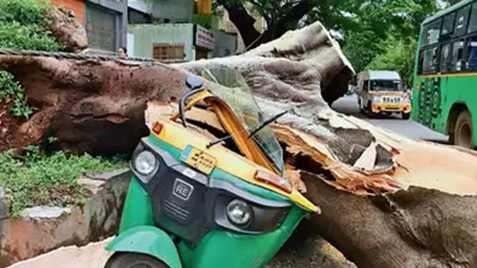 Hundreds of trees fall during summer rains