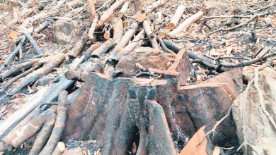 Thousands of trees burnt inside Kodagu Reserve Forest